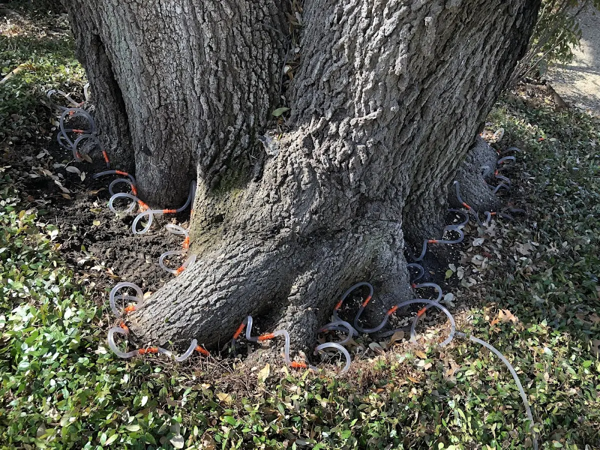 Detailed Tree Cabling and Bracing job site in Venice
